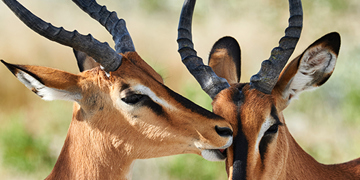 Groepsrondreis Namibië kampeer