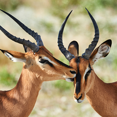 Groepsrondreis Namibië kampeer