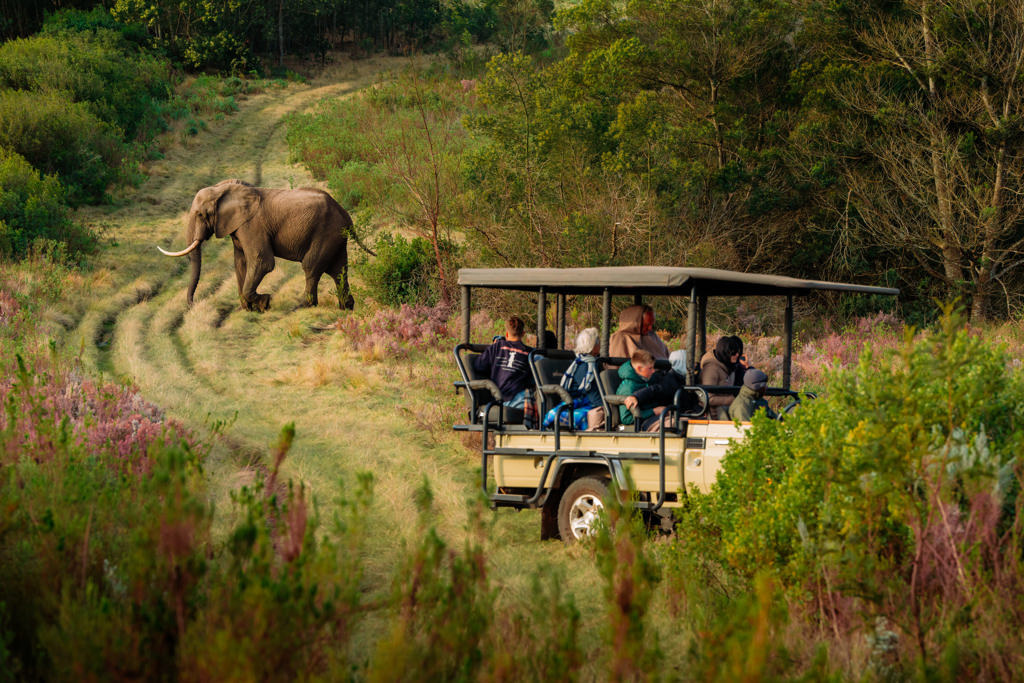 ZAF - safari 4x4.jpg