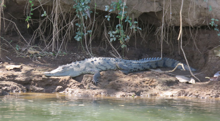 Tarcoles rivier Tarcoles rivier
