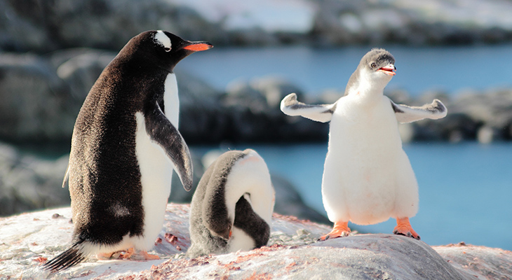 keizerpinguin-antarctica
