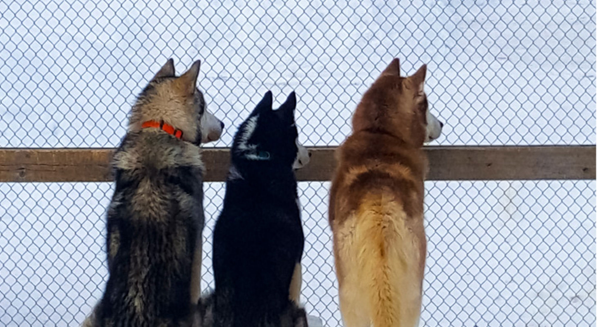 Drie husky’s kijken over een hekwerk naar buiten.