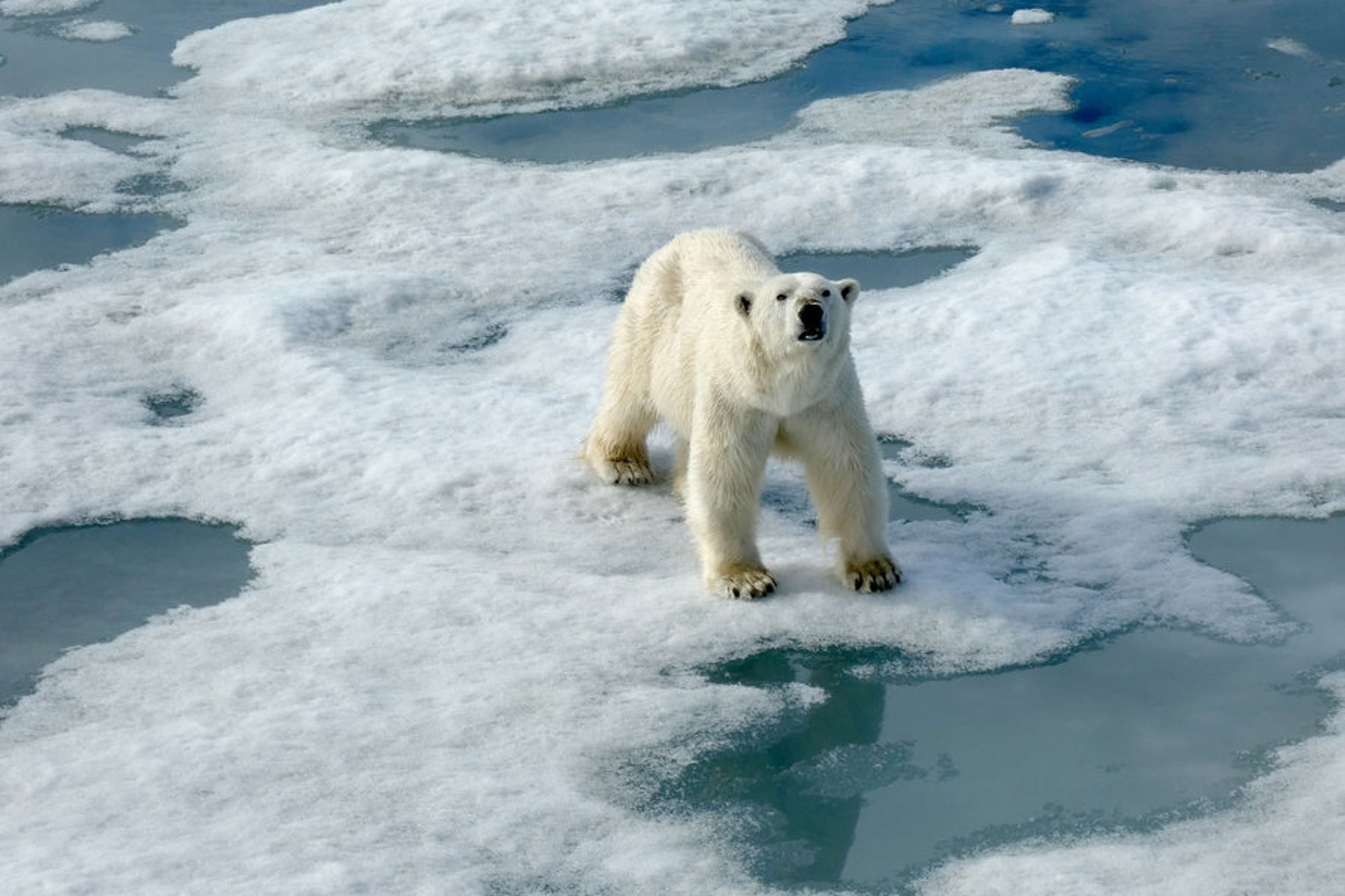 Groepsrondreis Fair Isle, Faeröer en Spitsbergen: Vogels en ijsberen