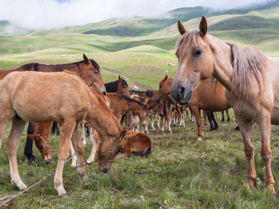 Route Korte Zijderoute - Dag 13