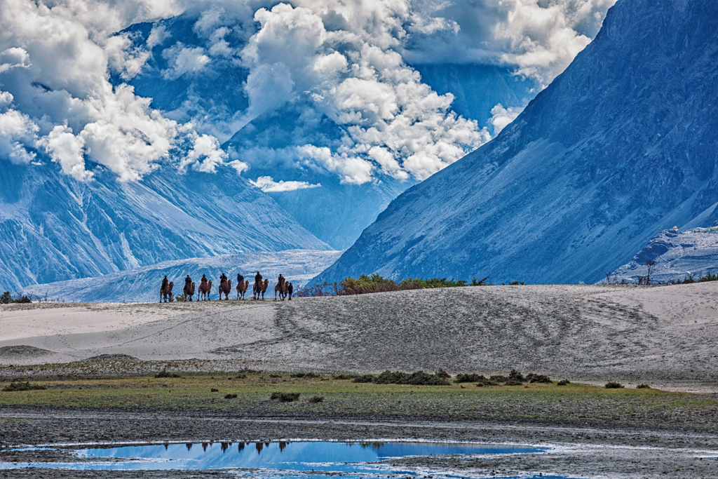 Nubra valley  Camel