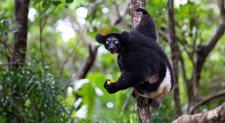 Andasibe Nationaal Park Andasibe Nationaal Park