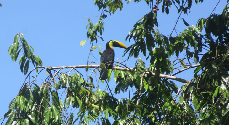 Toekan Corcovado Toekan Corcovado