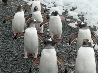 Antarctica Route - Dag 7