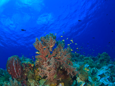 Route - Bali & Sulawesi, 23 dagen - Day 20