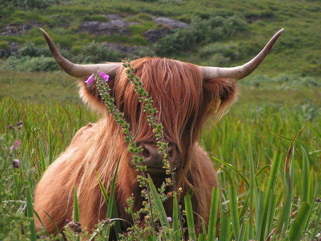 main_Highland_Cow-001.jpg