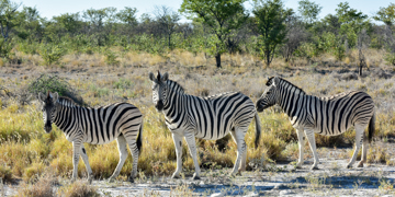 Groepsrondreis Zuidelijk Afrika - kampeerreis