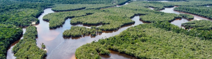 Amazon Rainforest