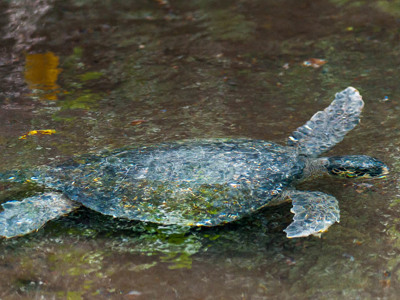 Galapagoseilanden - Day 5