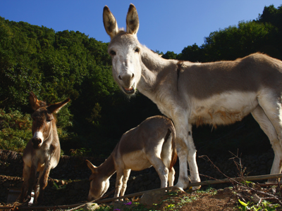 Canarische Eilanden, 11 dagen - Day 1