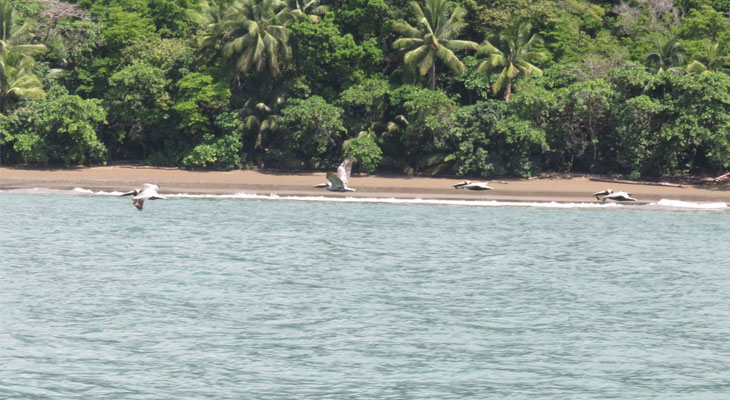 Pelikanen Marino Ballena Pelikanen Marino Ballena
