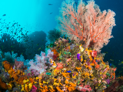 Route 23-daagse reis West-Papua - Day 20