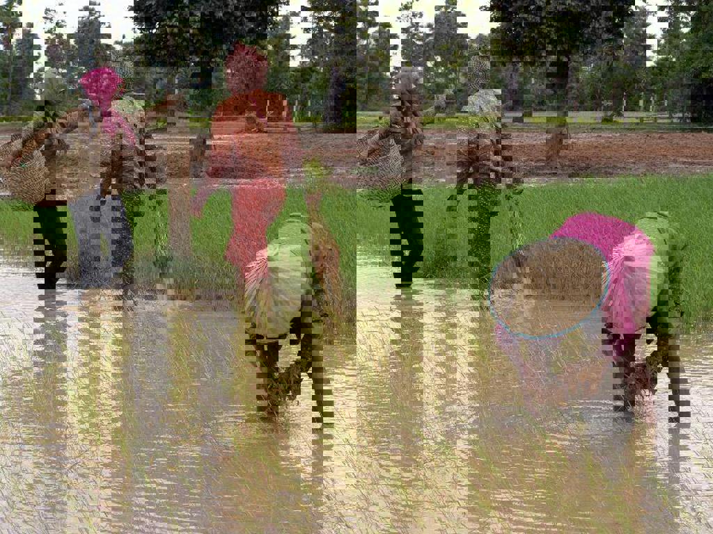 main_19-Rijstvelden-onderweg.jfif