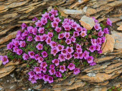 Route 12 dagen Spitsbergen - Dag 3