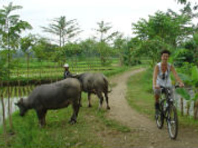 Route Bali en Lombok, 16 dagen - Dag 9