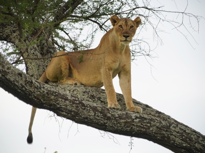 Route 22-35 Kenia & Tanzania, 20 dagen - Day 11