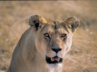 Route Kenia en Tanzania, 19 dagen - Dag 16