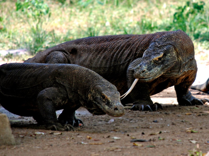 Komodovaraan, Indonesie Komodovaraan, Indonesie