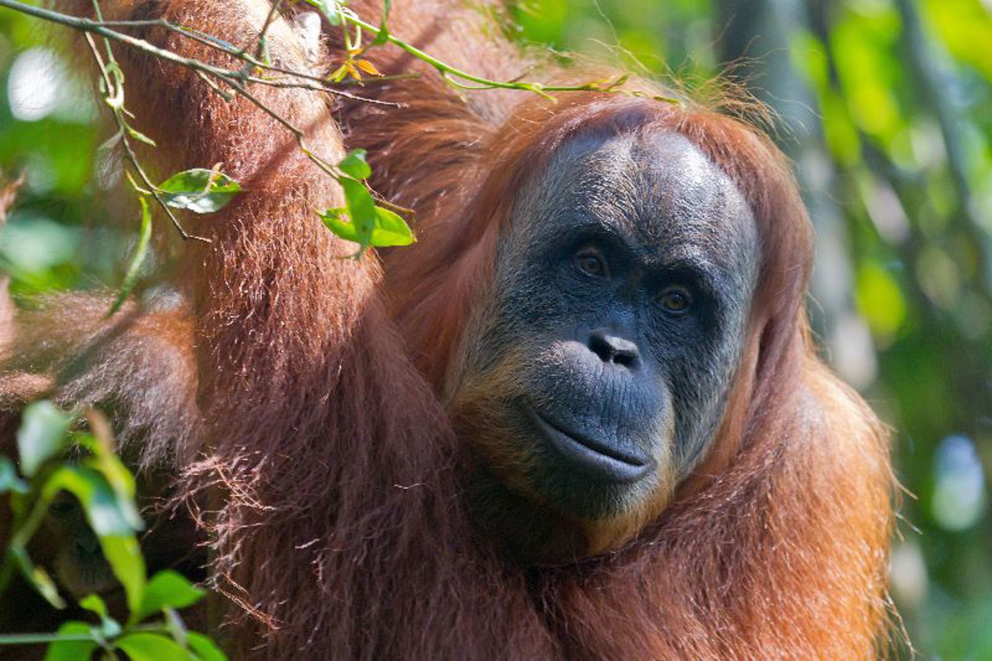 Groepsrondreis Sumatra, Java en Bali