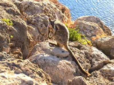 Route West Australië, 25 dagen - Day 7