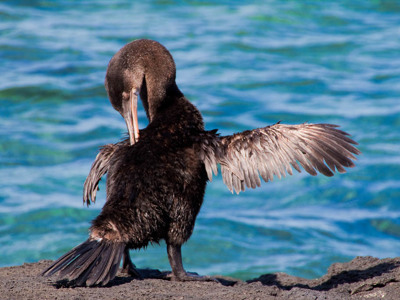 Galapagoseilanden - Day 6