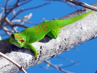Route Madagascar, 19 dagen - Dag 8