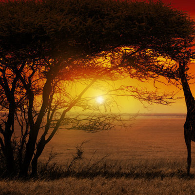 Sunset gamedrive Krugerpark