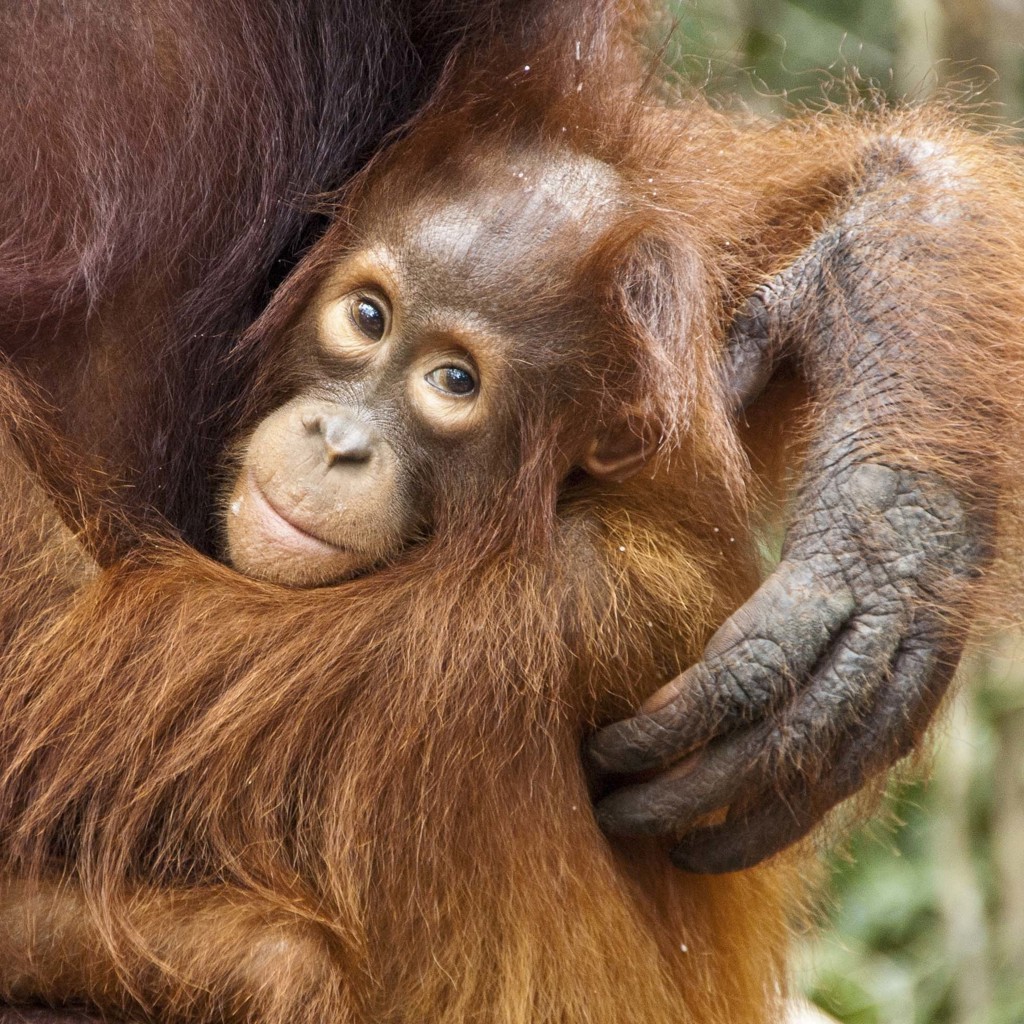 Rondreis Kalimantan, Sulawesi & Molukken