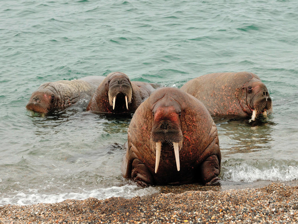 main_walrus-spitsbergen.jpg