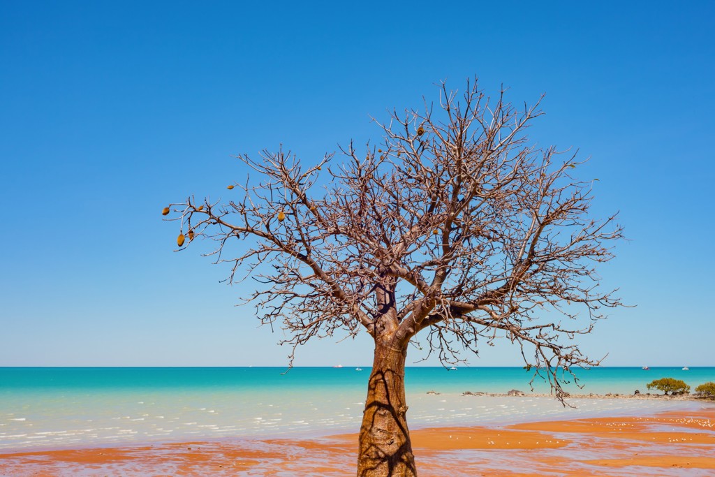 Baobab tree, Broome