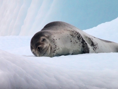 Route Antarctica: Crossing the Circle, 14 dagen - Dag 9