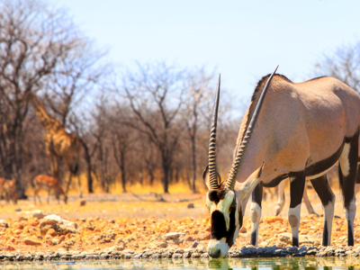 Route Vic Falls-Kaapstad - Day 10