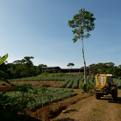PUUR Sawadee - Finca Sura ananasplantage