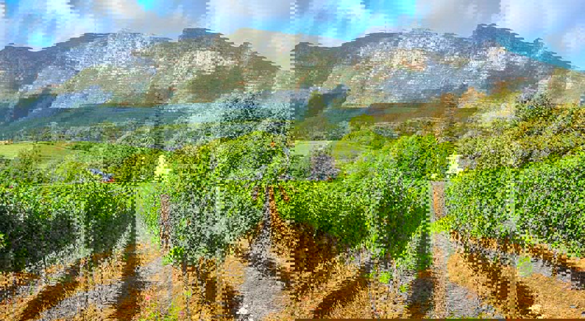 Wijngaarden en bergen in Stellenbosch Wijngaarden en bergen in Stellenbosch