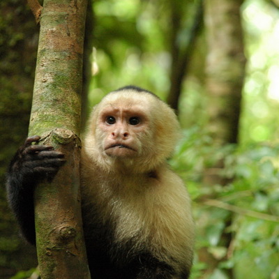 Corcovado Nationaal park 22-35(ter plekke betalen)