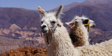 Groepsrondreis Argentinië