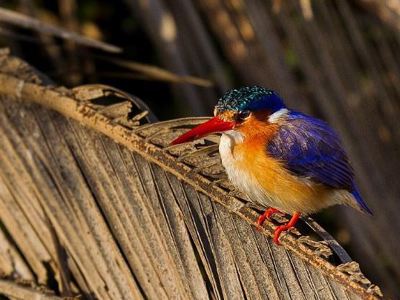 Route Vic Falls-Kaapstad - Day 7