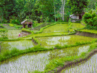 Route - Bali & Sulawesi, 23 dagen - Day 9