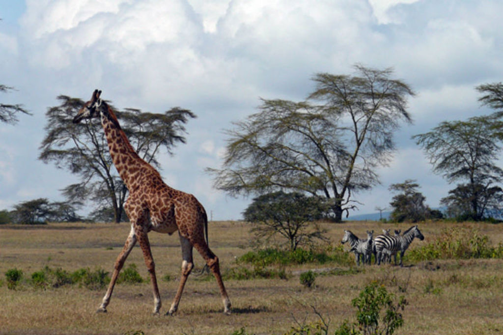 familiereis Kenia crescent