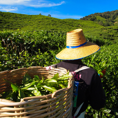 Groepsrondreis Singapore, Maleisië & Thailand