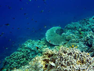 Route Sulawesi, 25 dagen - Day 17