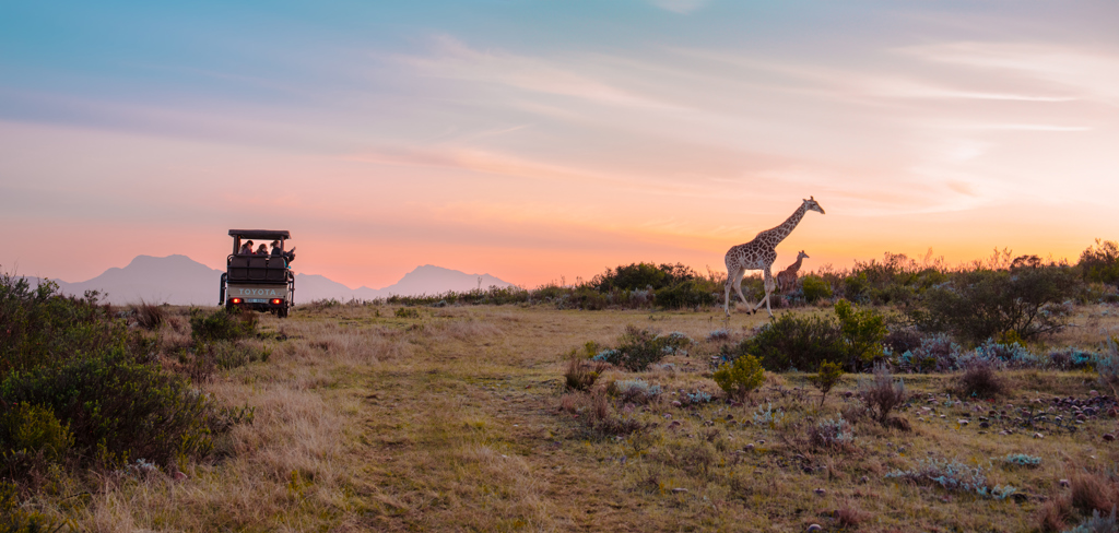 ZAF - Safari Header.jpg