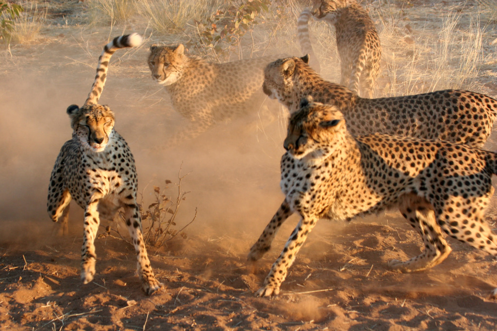 ZWF - Namibië.jpg (1)