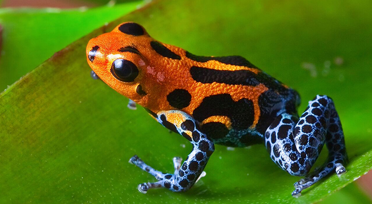 Kikker in Noord-Peru