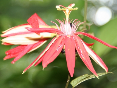 Route Ecuador en Galapagos, 21 dagen - Day 8