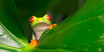 Groepsrondreis Costa Rica Hoogtepunten